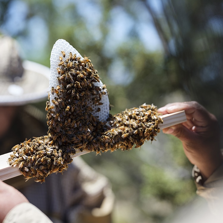 IAIA’s Beekeeping Journey